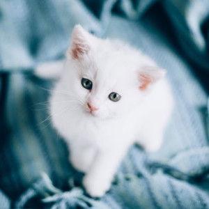 WINDI ROSARIYANTIKA profile icon