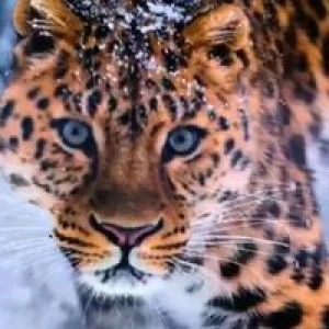 Seema Emma profile icon