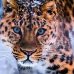 Seema Emma profile icon