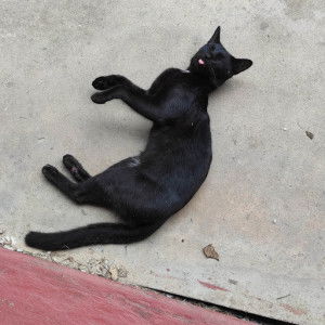 Farhanah Rahman profile icon