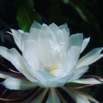 Effi Riyanti profile icon