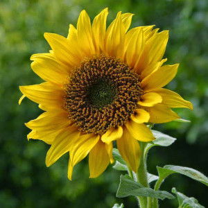 Hana Pramudiyanti profile icon