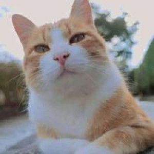 Tinat Ina Tinatina profile icon