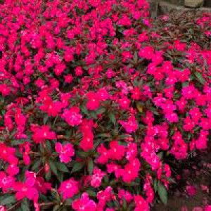 Anni Sa profile icon