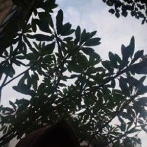 siti robeah profile icon