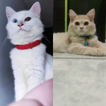 Dinda Gesti profile icon