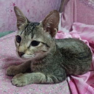 Miss Karen profile icon