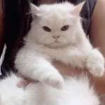 สุกานดา สมานทอง profile icon