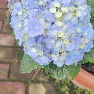 Yeni Haryani profile icon