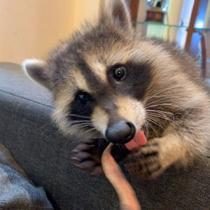 cheshire profile icon