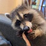 cheshire profile icon