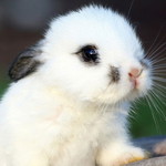 zue rye profile icon