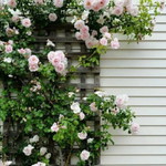 Salwa Nurillah profile icon