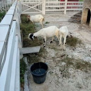 Ninda Junita Sari profile icon