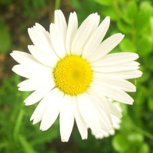 Myra Aihara profile icon