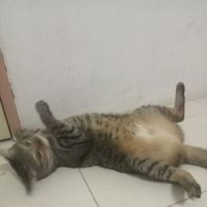 ชลดา สุขใจ profile icon