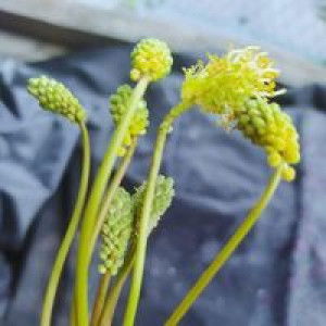 Tini Wini Biti profile icon