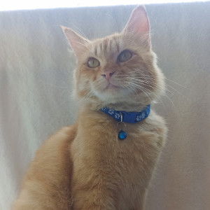 Ria Mei Sary profile icon