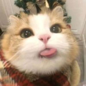 ประกายดาว ฯ. profile icon