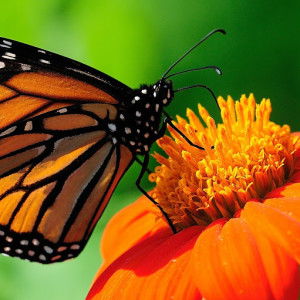 Nur Syuhada Binti Mohd Yaacob profile icon