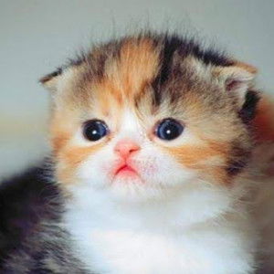 maya rizky profile icon