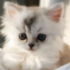 merpati sweet profile icon