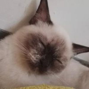 Pattaneeya Funthong profile icon