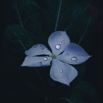 Yustina Dwilia Pebrinia (Justina Dwilia) profile icon