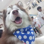 SG Advincula profile icon