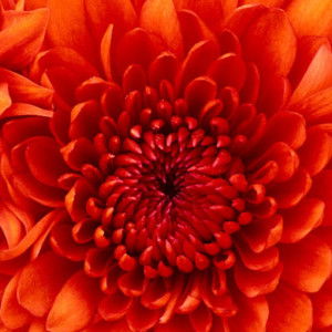 yudila sari profile icon