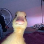 Elvirra Thomas profile icon