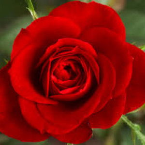 Inda Ramadhani profile icon