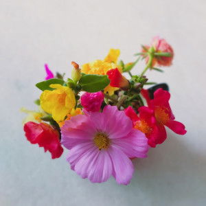 Fidelia Fidelis profile icon