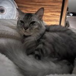 Arinnur Arin profile icon