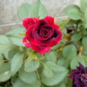 ikha nurfatikha profile icon