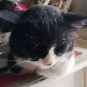 Carissa Rahma profile icon