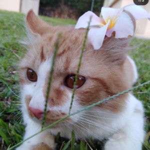 Farah Ayuni profile icon