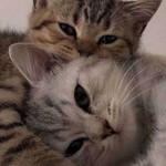 Fatn Hdyh profile icon