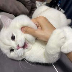 宝 贝 profile icon