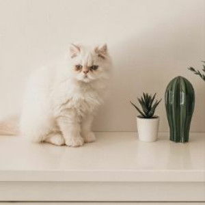 Ika Apri profile icon