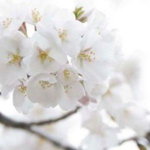 Nani Karlina profile icon