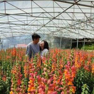 Michell Tan Nozaleda profile icon