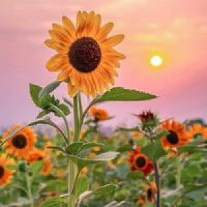 Noofon Jaja Promdee profile icon