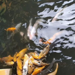 Fania Putri profile icon