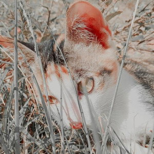 Susi yani profile icon