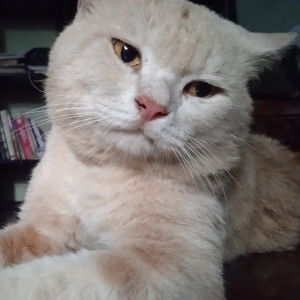 Al_kisa'i profile icon