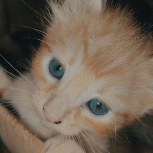 Nur Maisarah profile icon