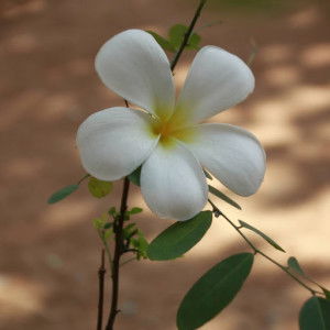 riski ayu lestari profile icon