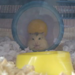 Anis fateha Natasha ardhi profile icon