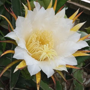 Nurhayati ummuadam profile icon